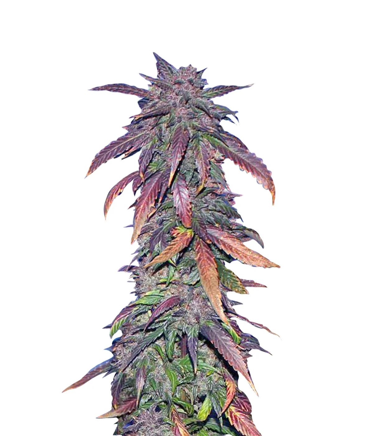 SFV OG Regular