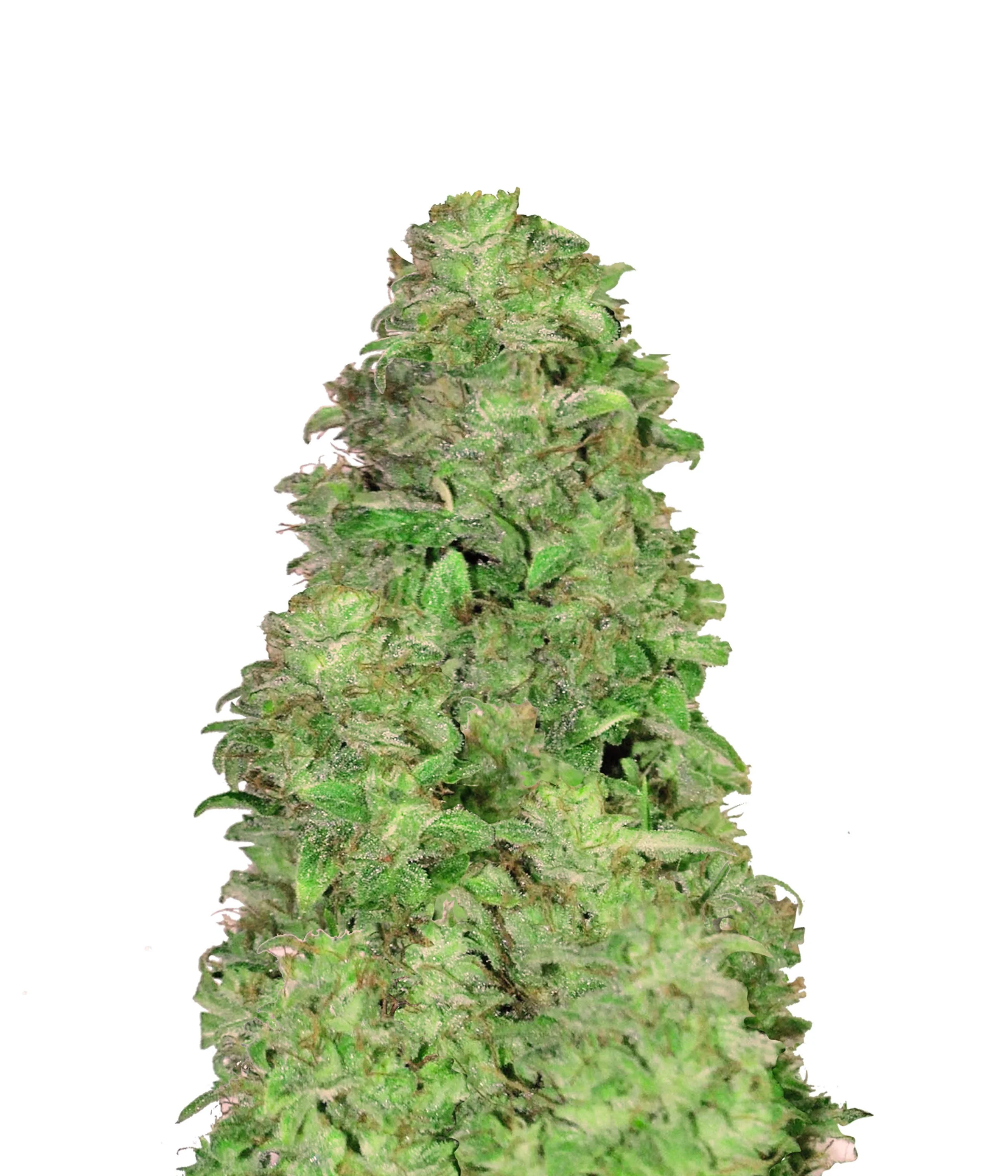 Platinum Cookies