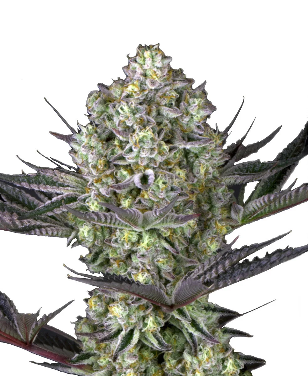 Agent Orange Regular