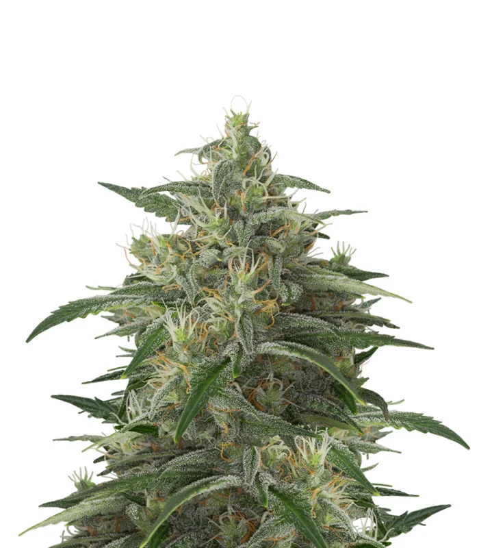 Haze XL Auto