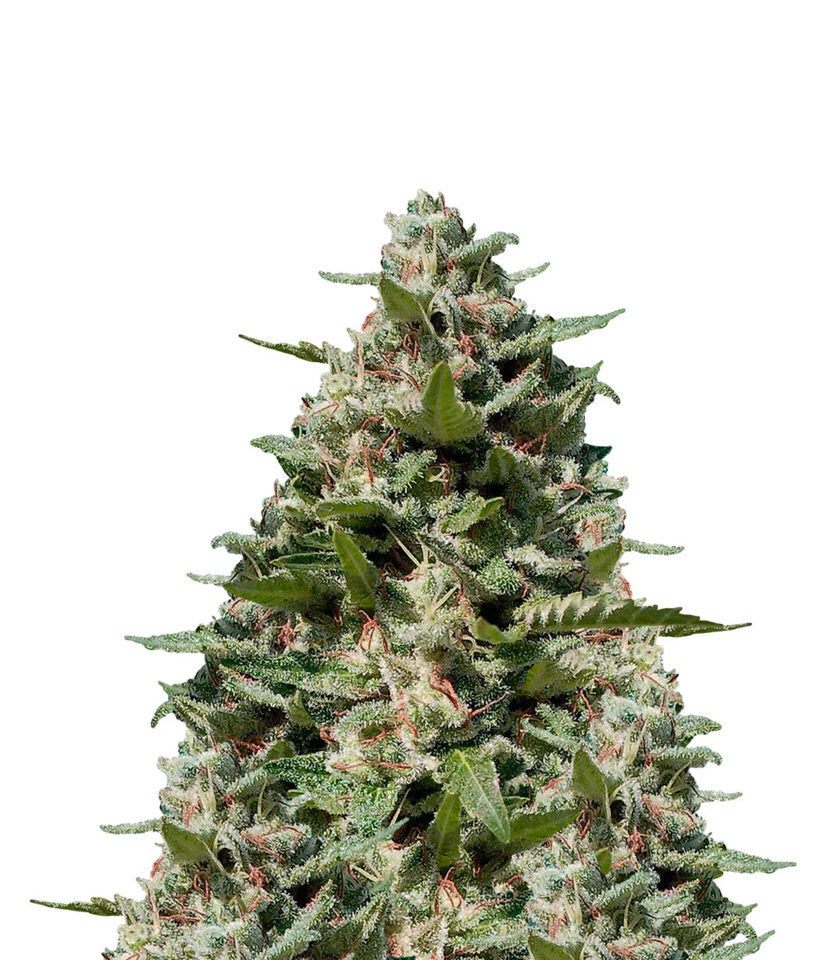 White Fire OG