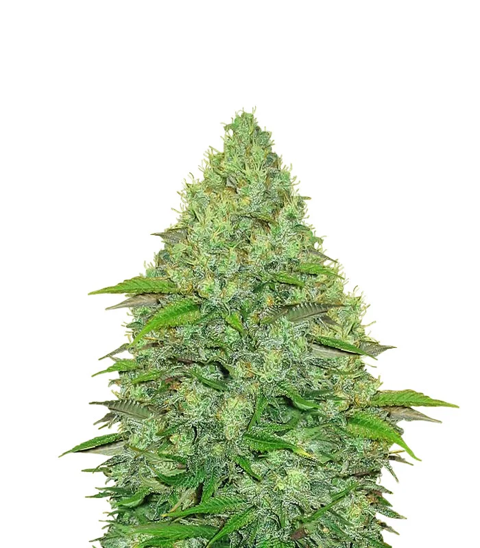 Amnesia Kush Auto