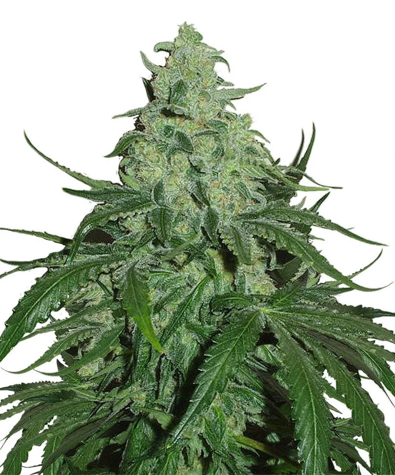 Candy Punch Regular