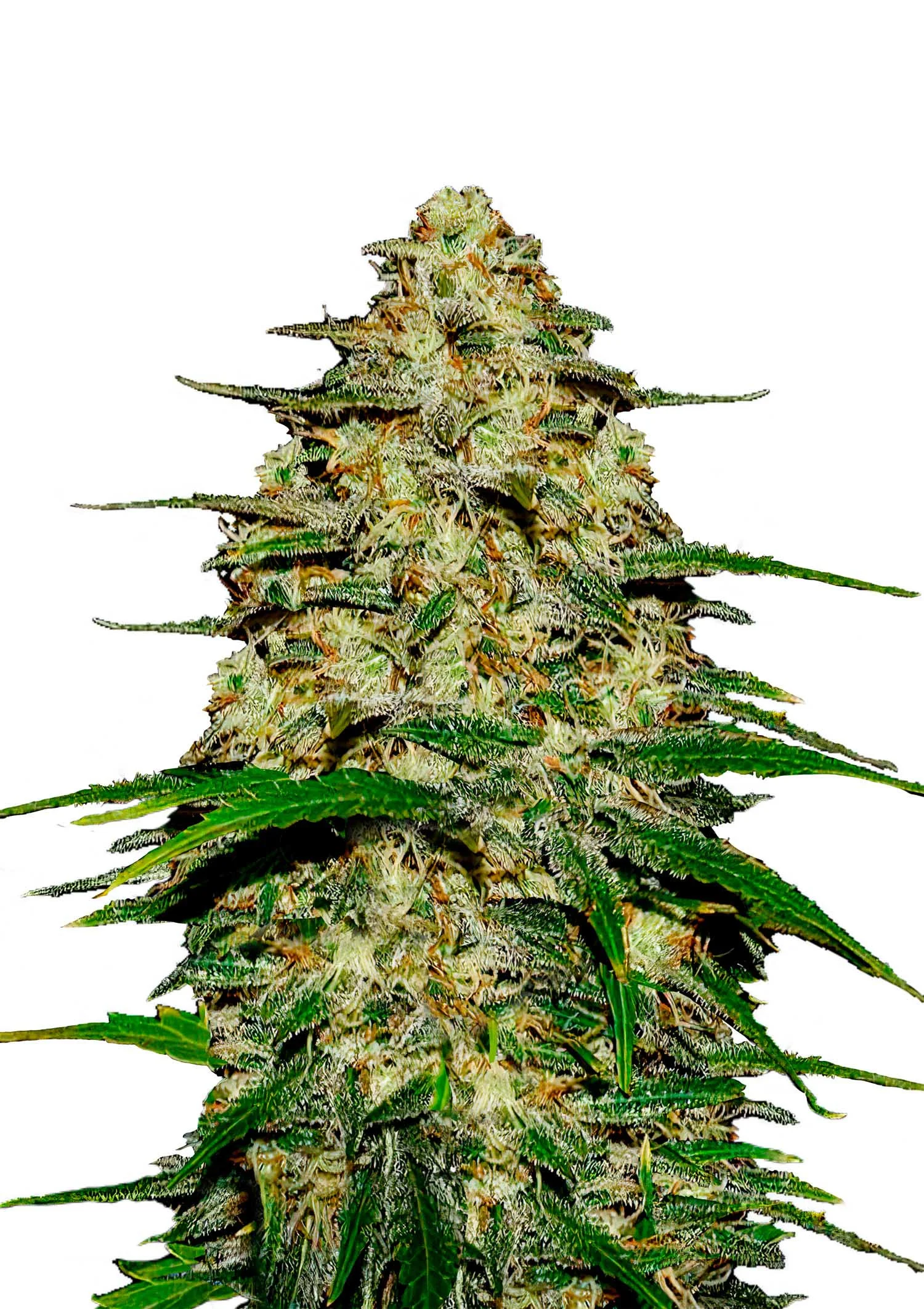 Purple Panty Dropper