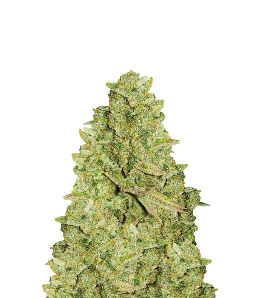 Blackberry Pie