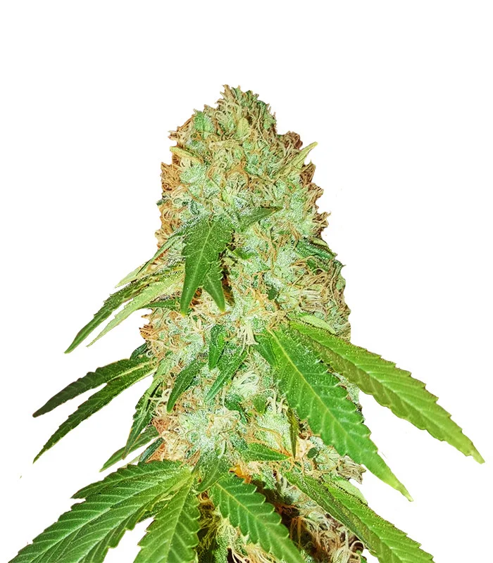 Sour Mac