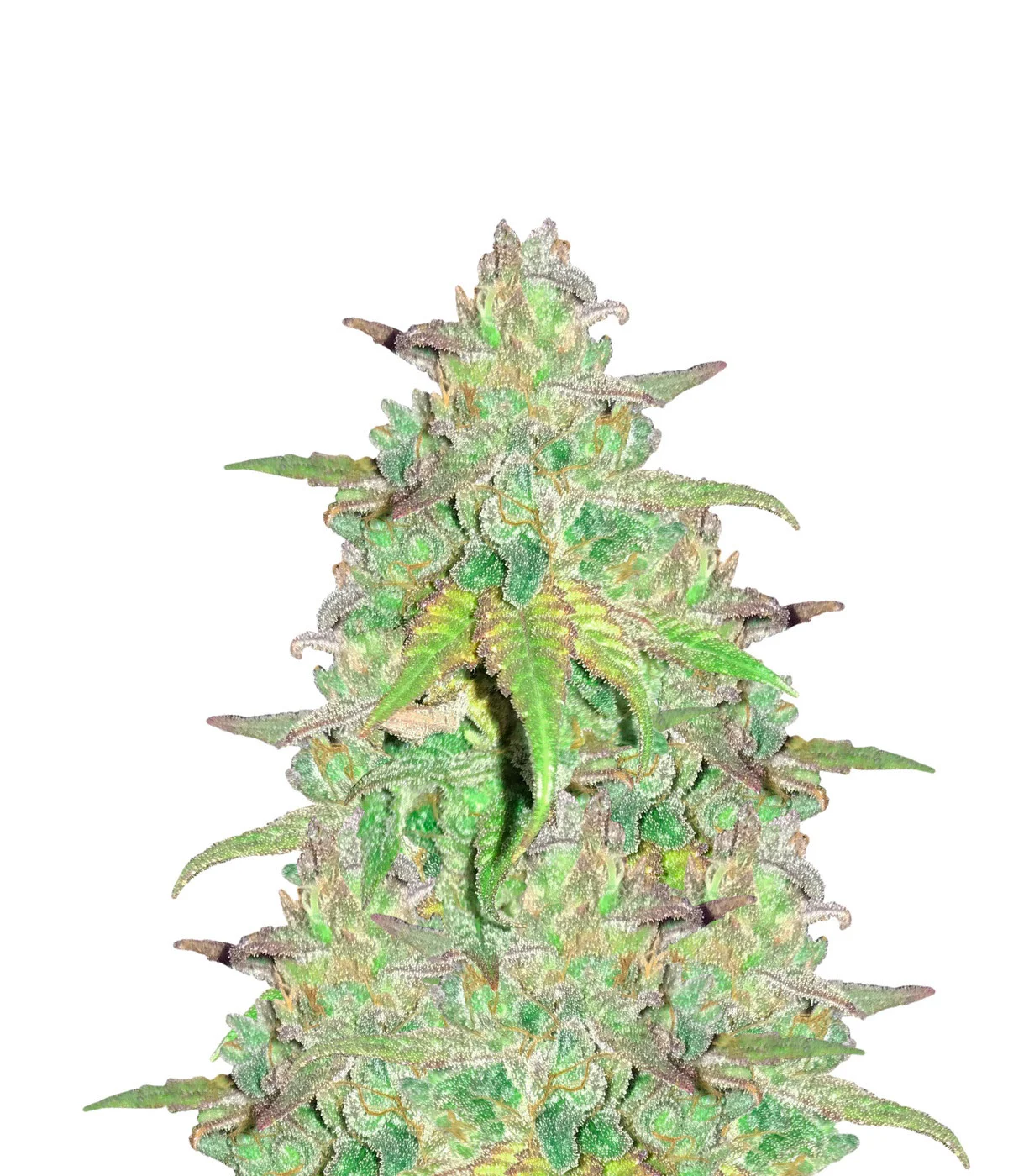 Thailand Sativa Auto