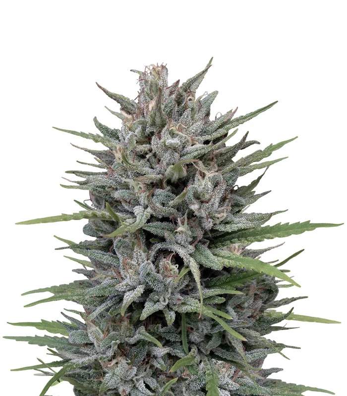 Orange Cream Auto
