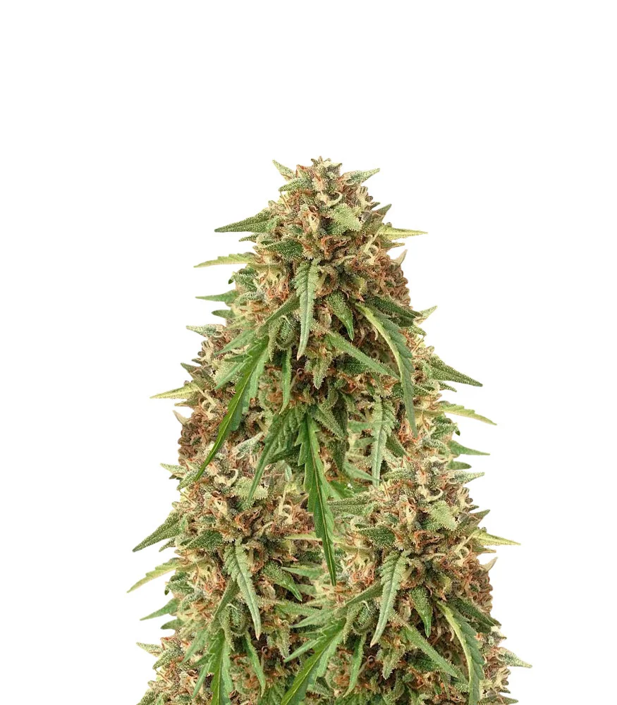 Black Jack Auto