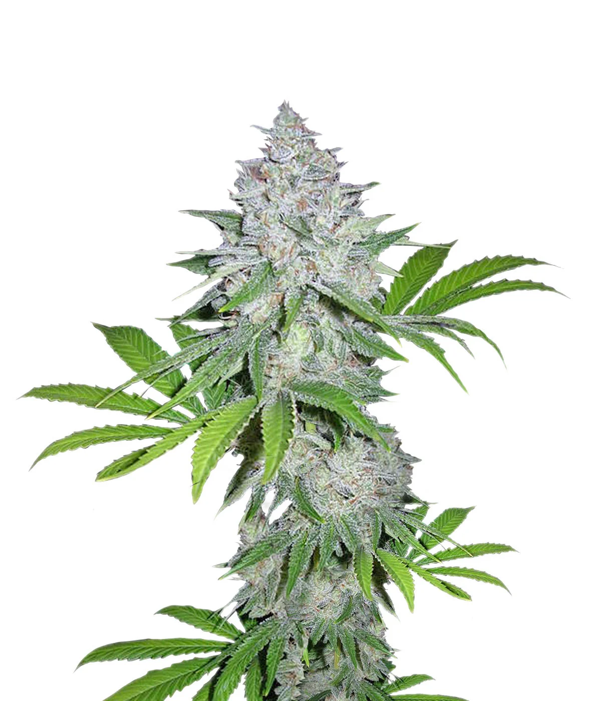 Runtz Muffin