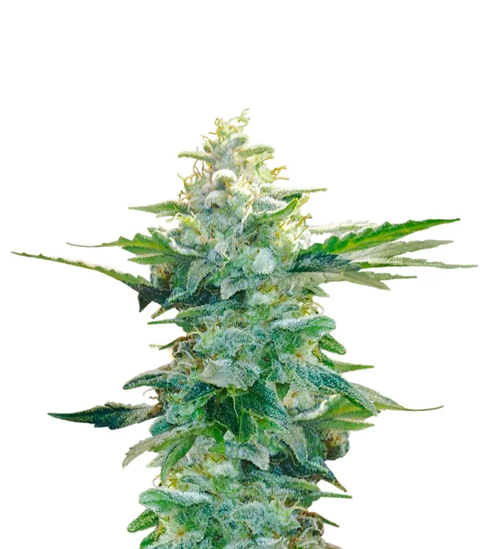 Super Glue