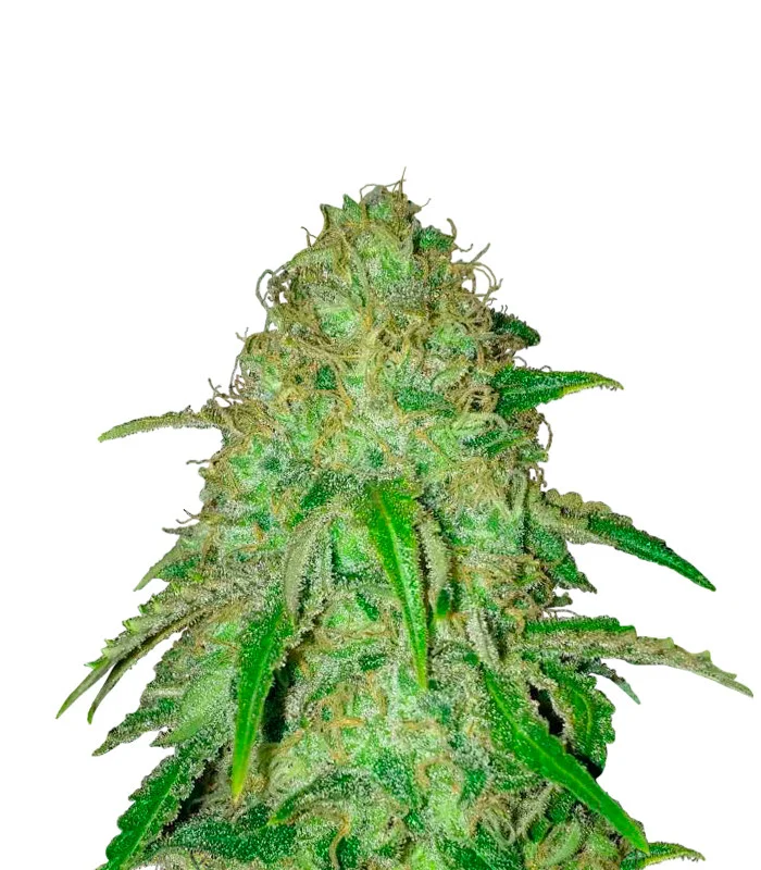 Gorilla Lemon Fire