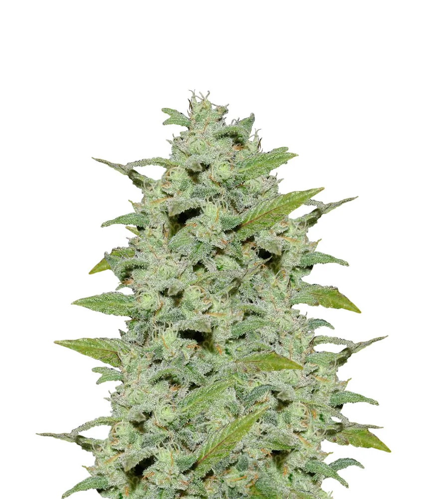 Sour Mac F1