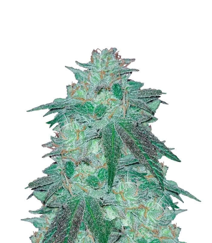 Chocolope Kush Regular