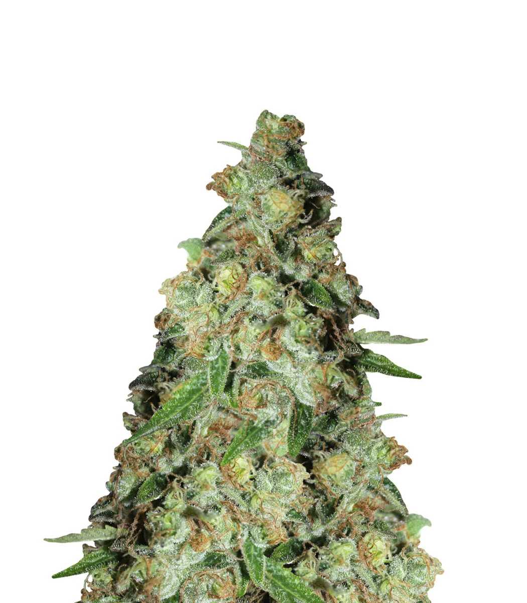 Colombian Gold Auto