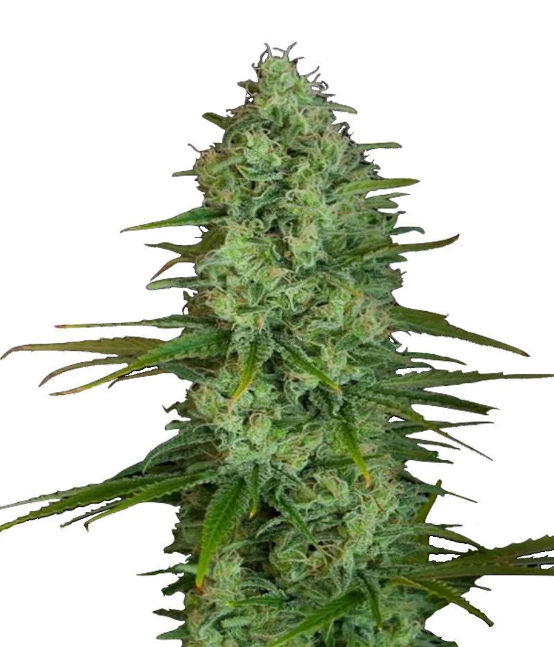 Gorilla Cream