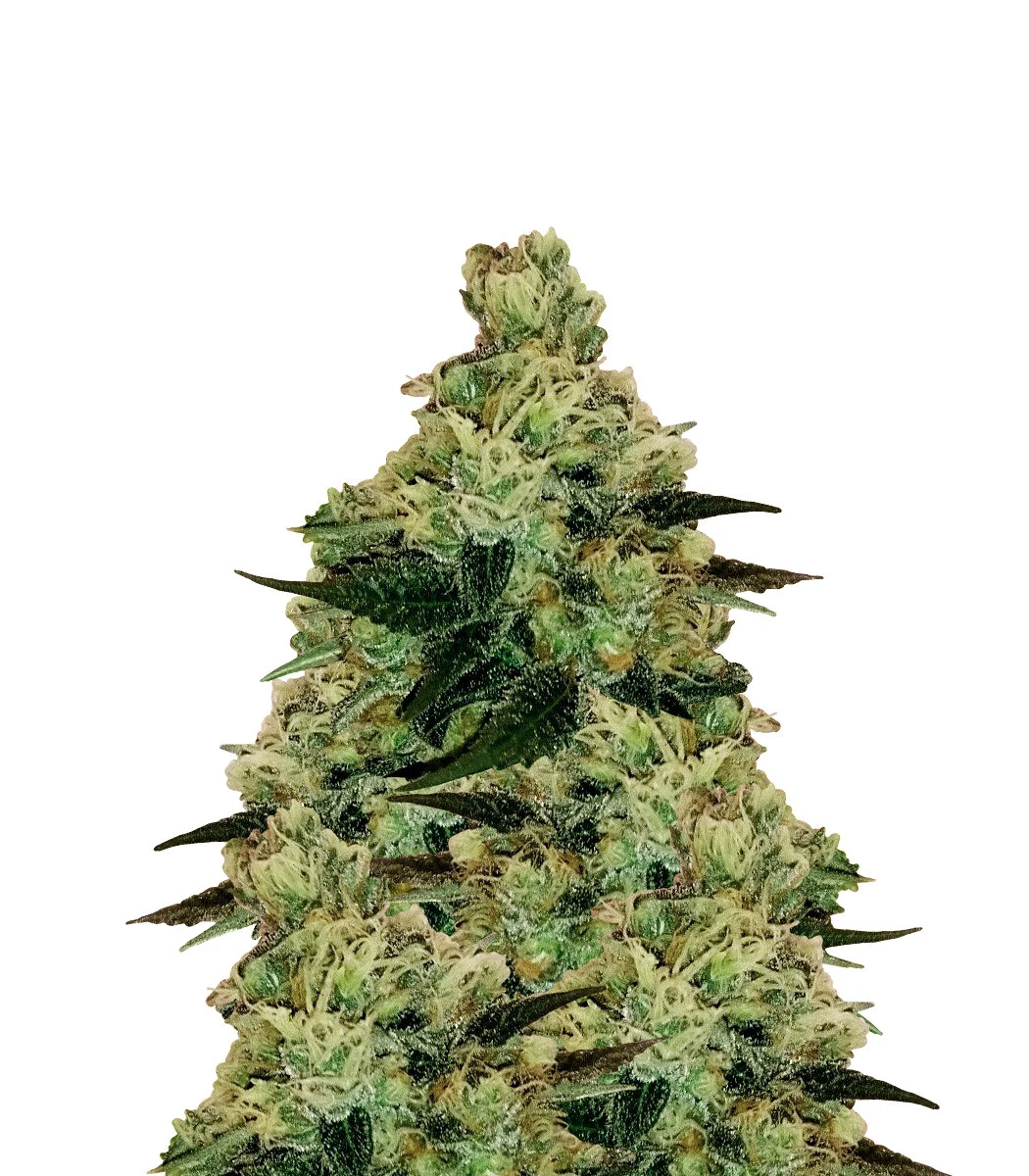 Chocolope Regular