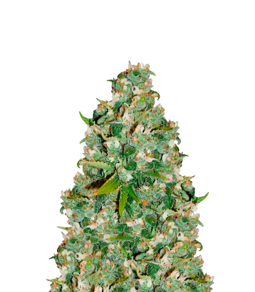 Blue Widow