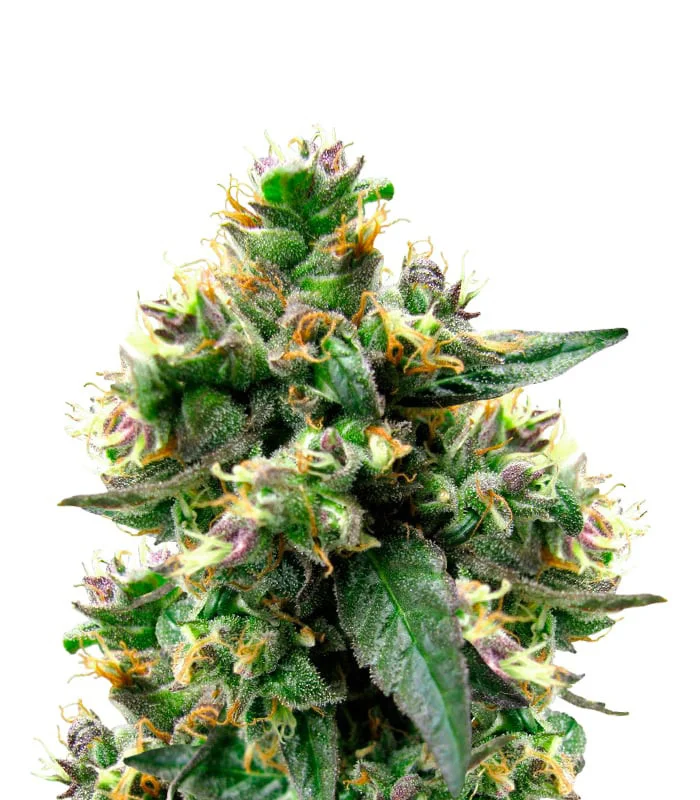 Pineapple Skunk Regular