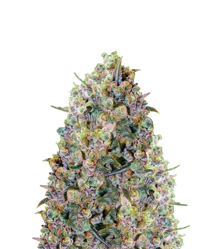 Bruce Banner 2.0
