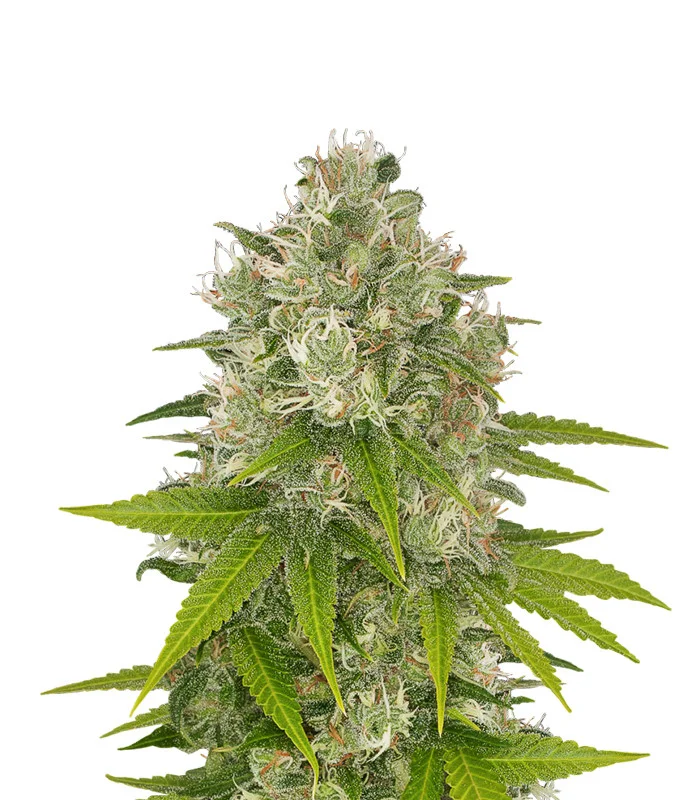 Hindu Kush Regular