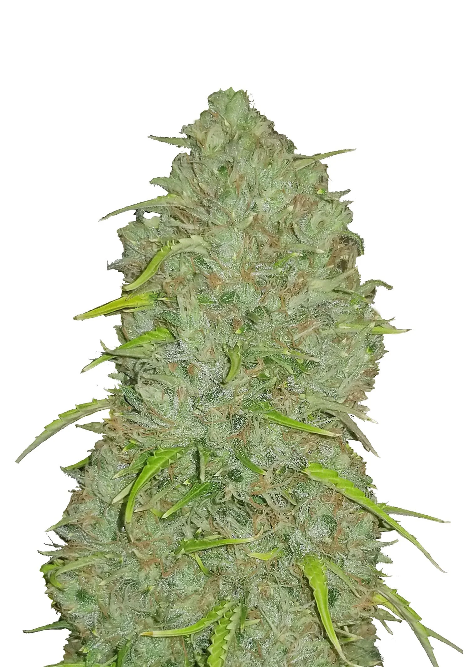 Purple Thai Regular