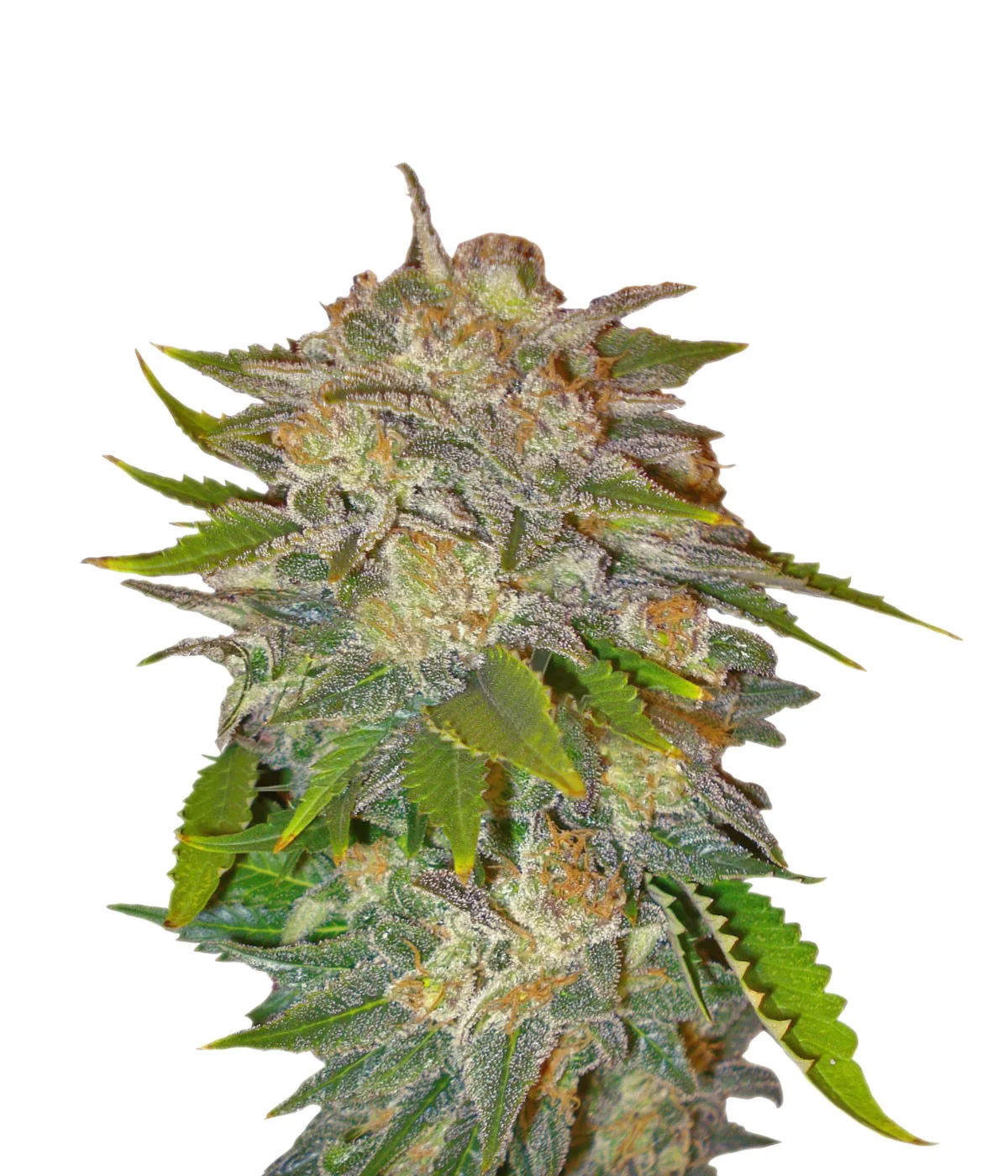 Critical Purple Kush