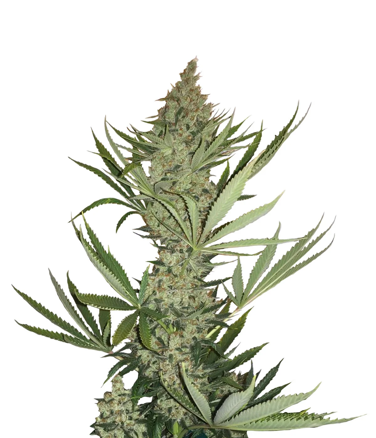 California Orange Regular