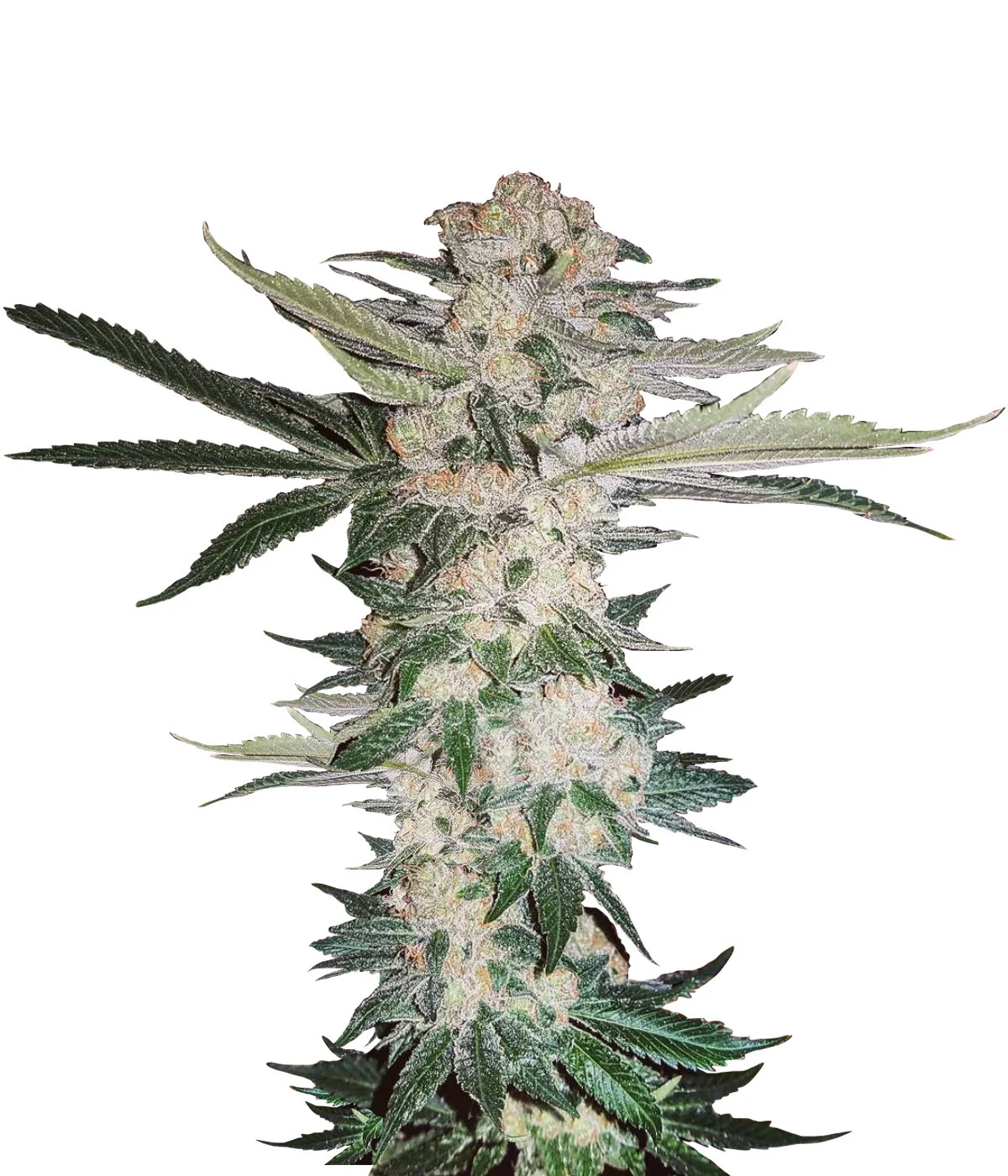 Candy Kush Regular