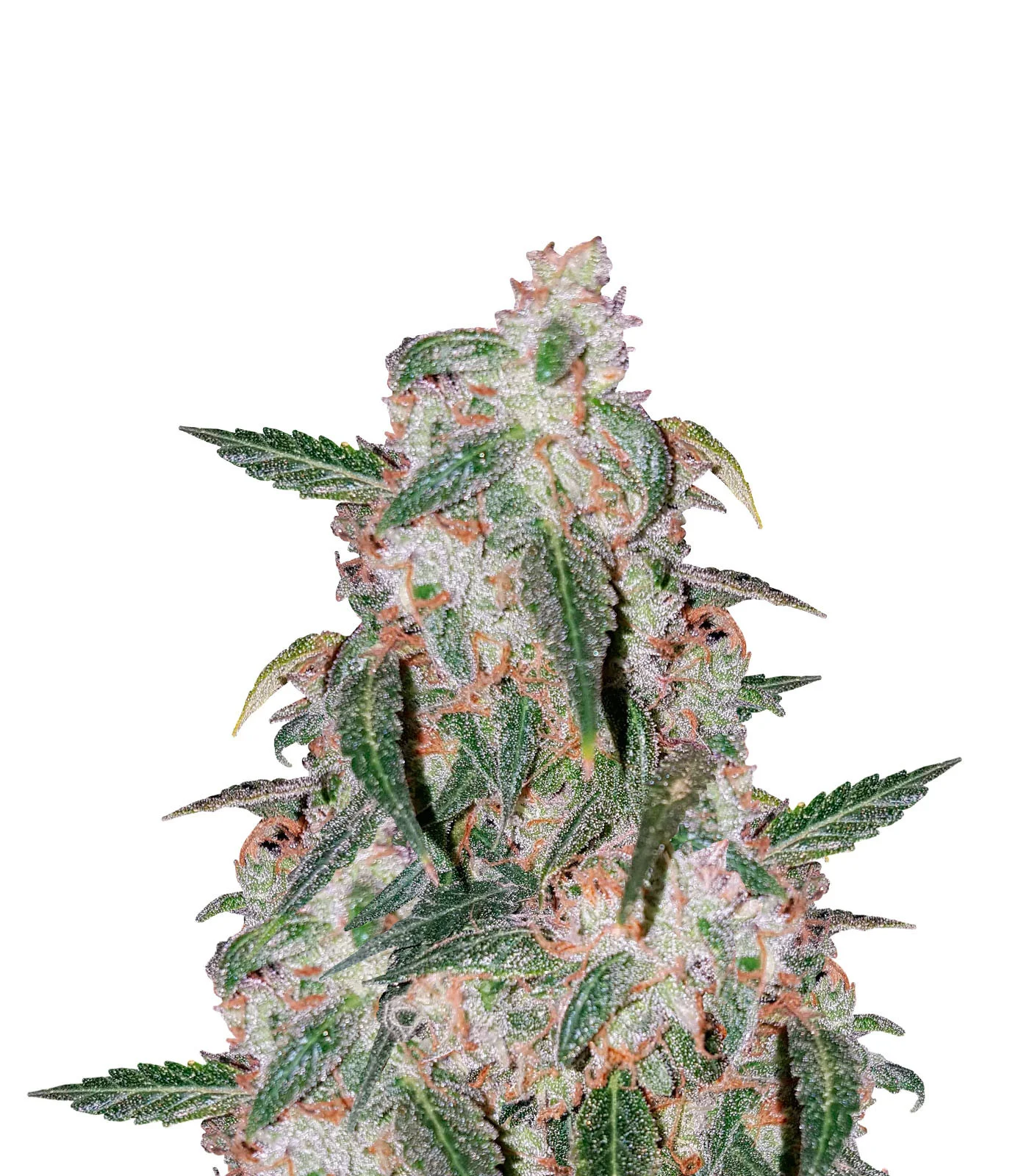 Blueberry AK