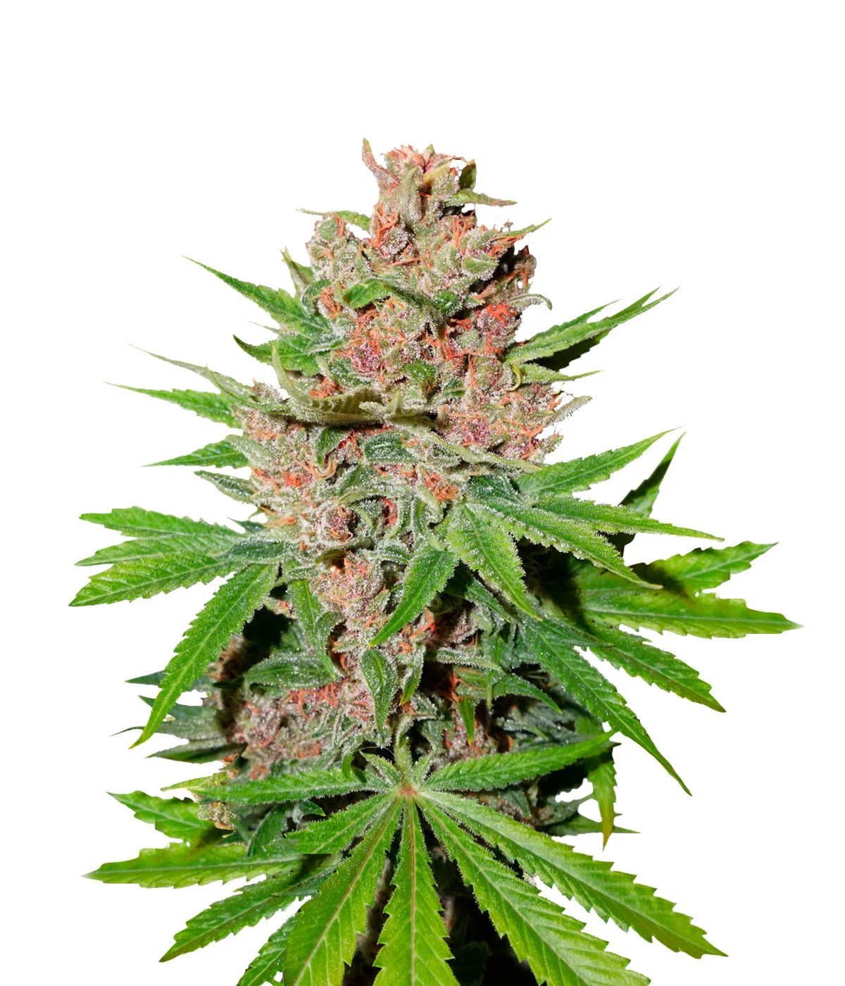 Orange Kush