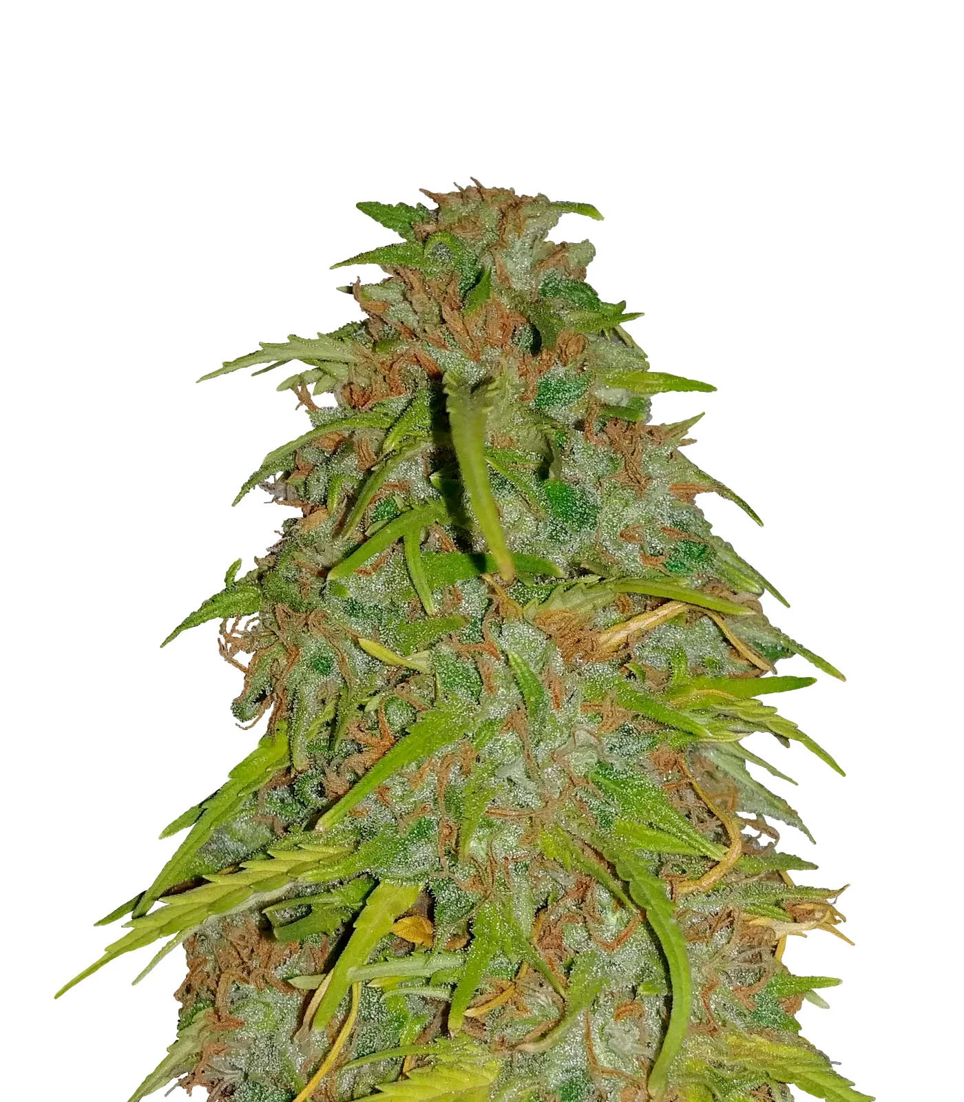 Snow White