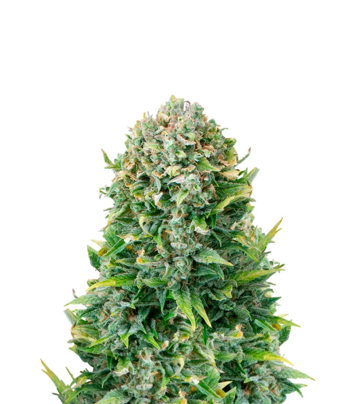 Jamaican Haze Auto