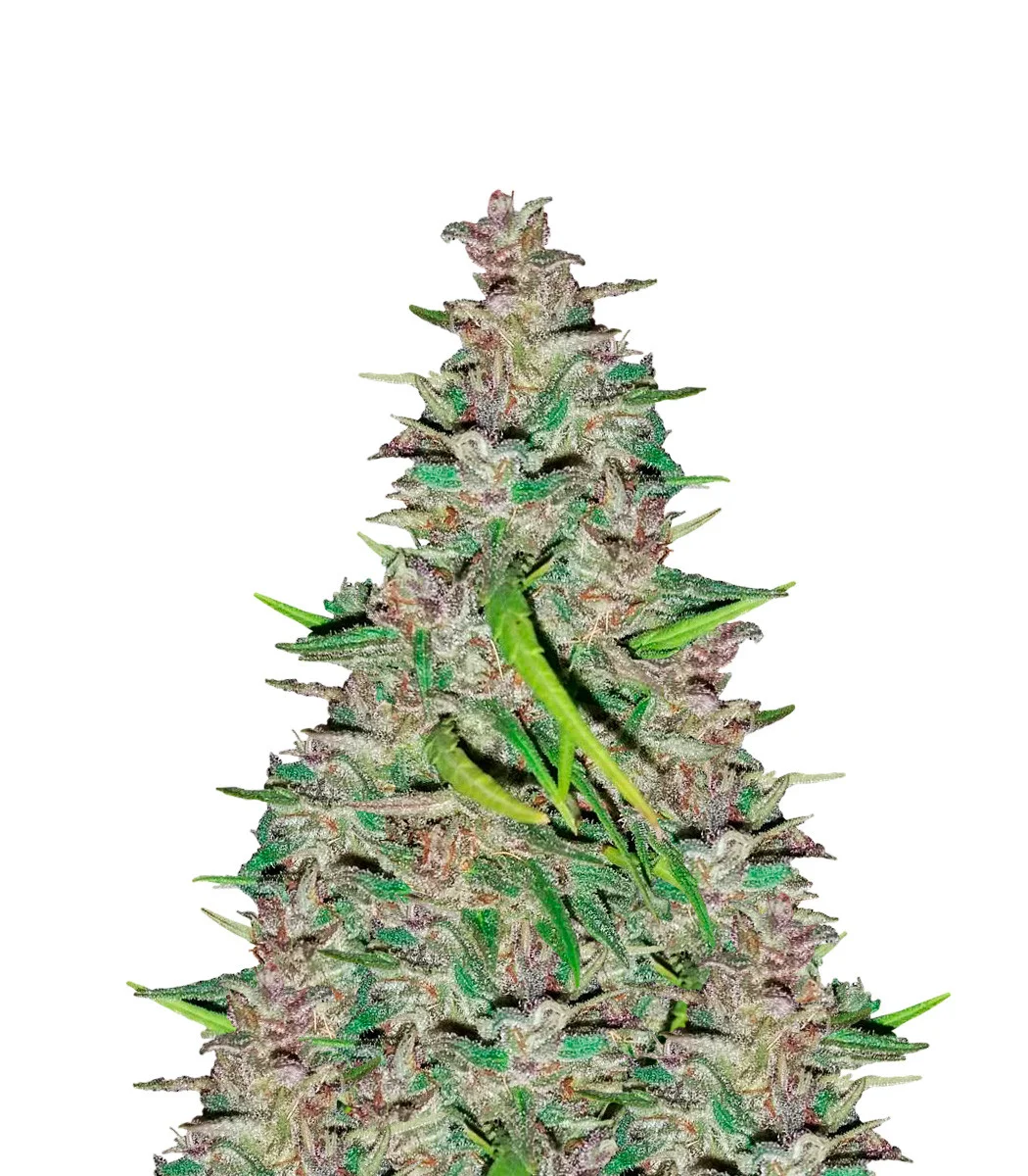 Chocolate Mint OG