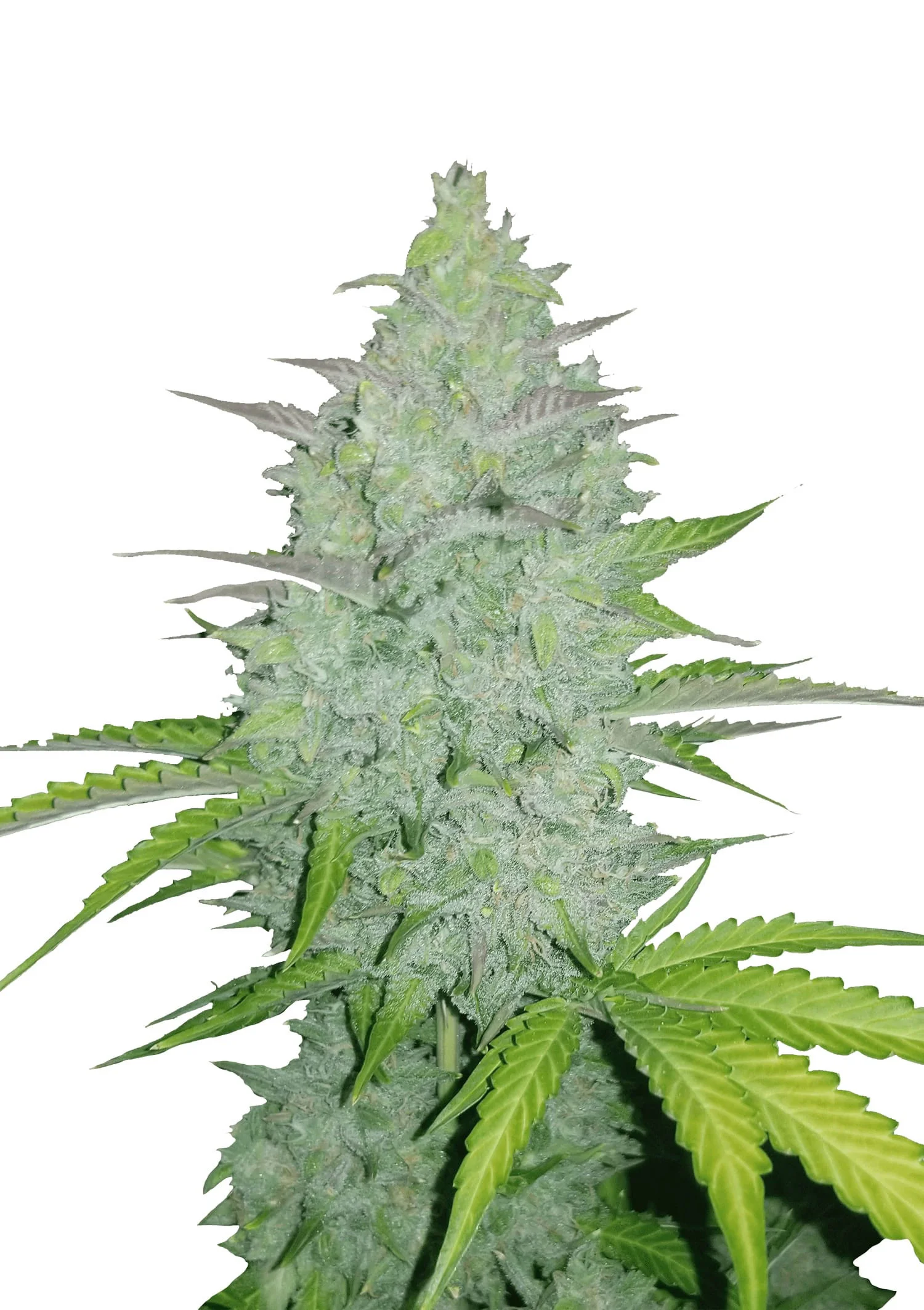 Purple Gelato