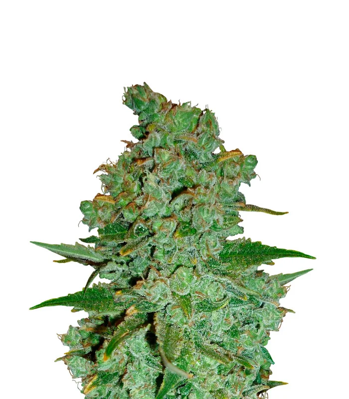 Gold Leaf Auto