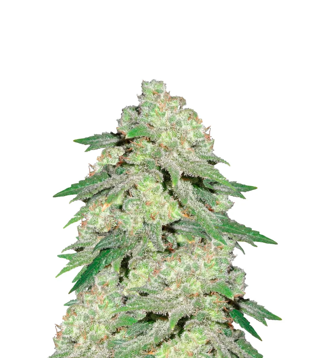Stardawg