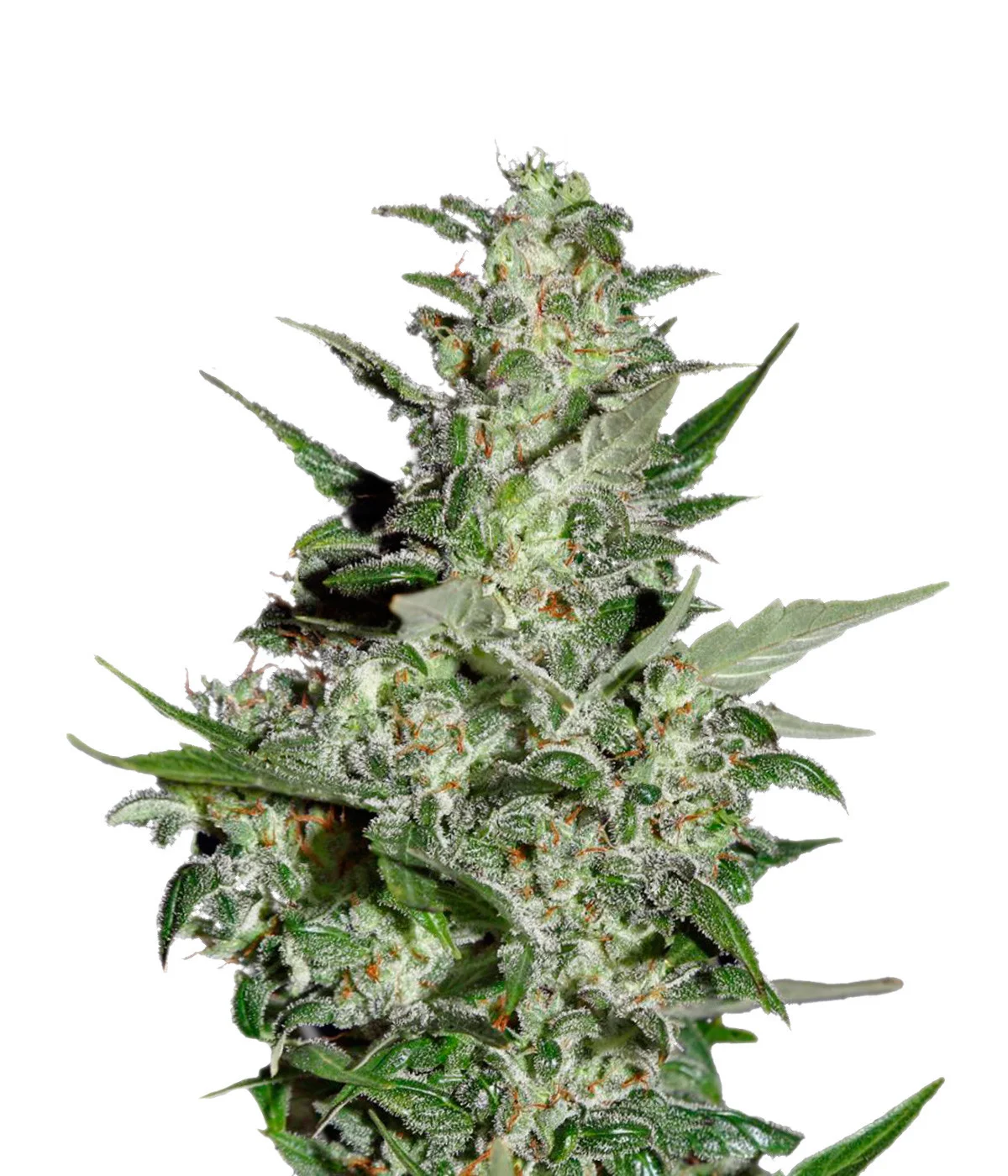 Nova OG