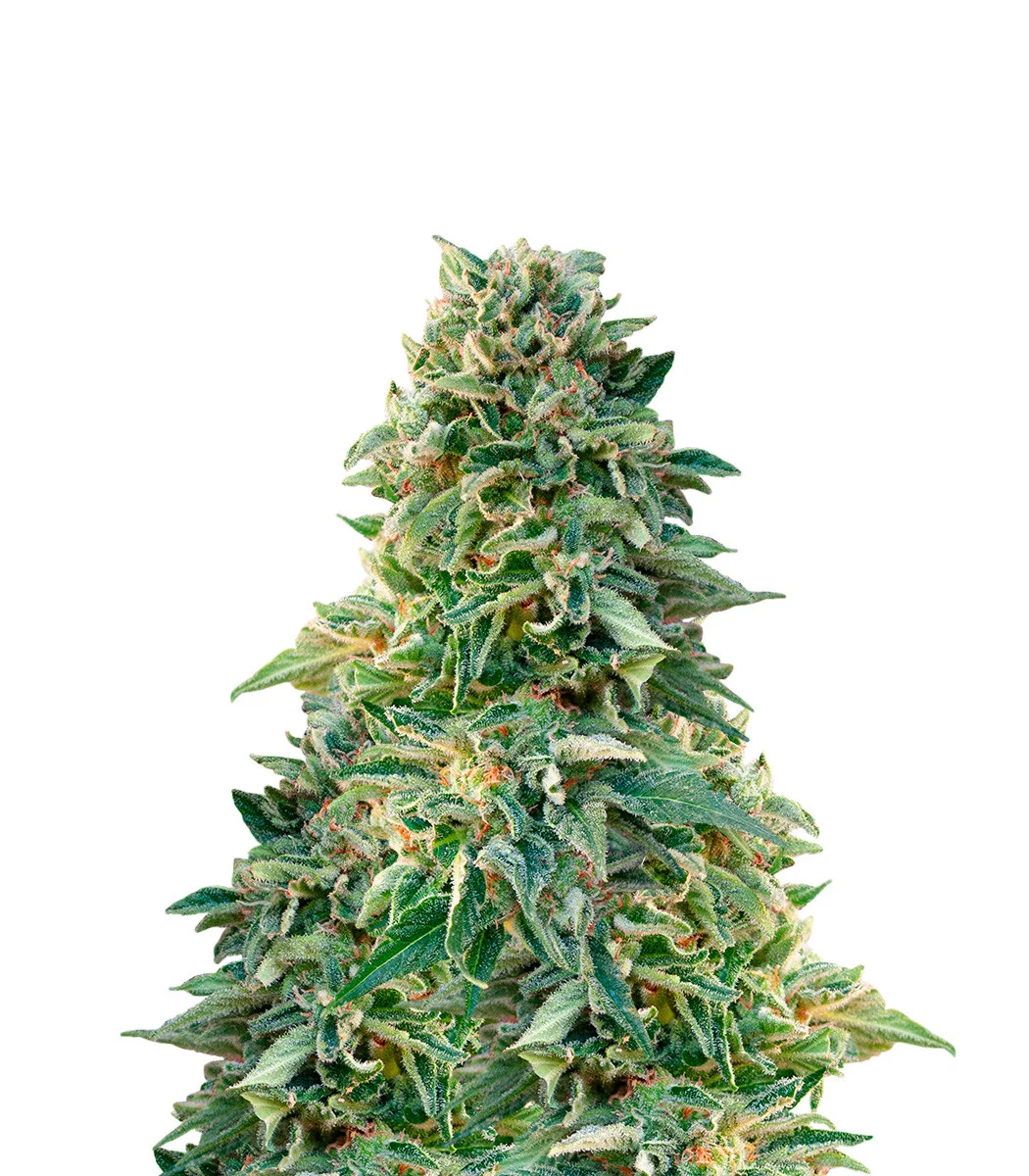 Zkittlez Kush