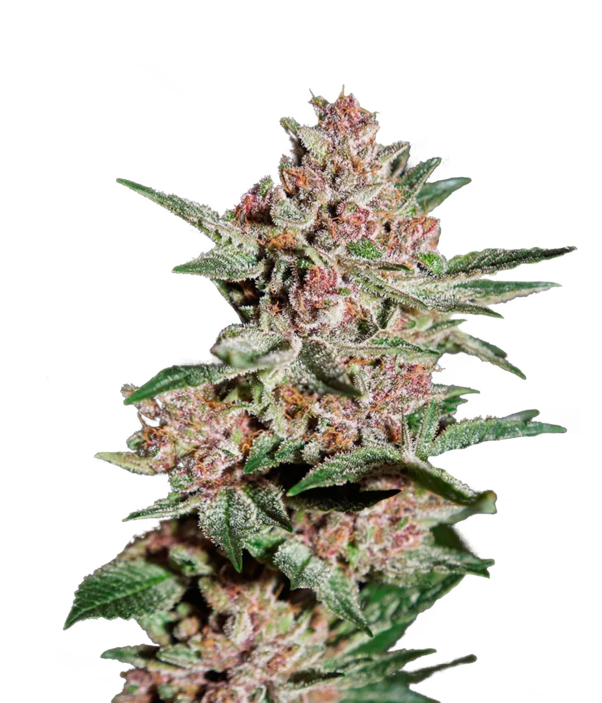 Strawberry Pie Auto