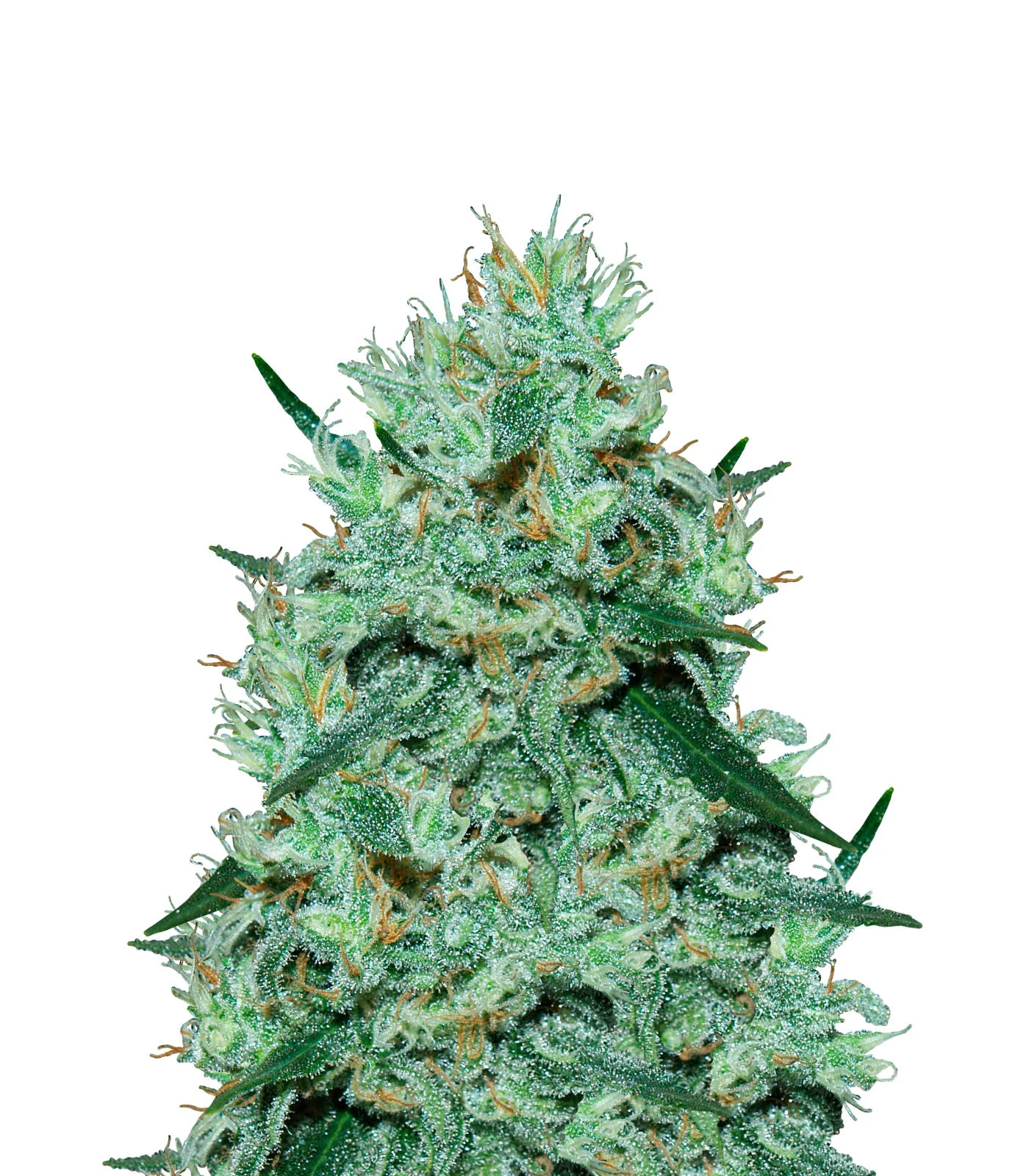 Lemon Auto