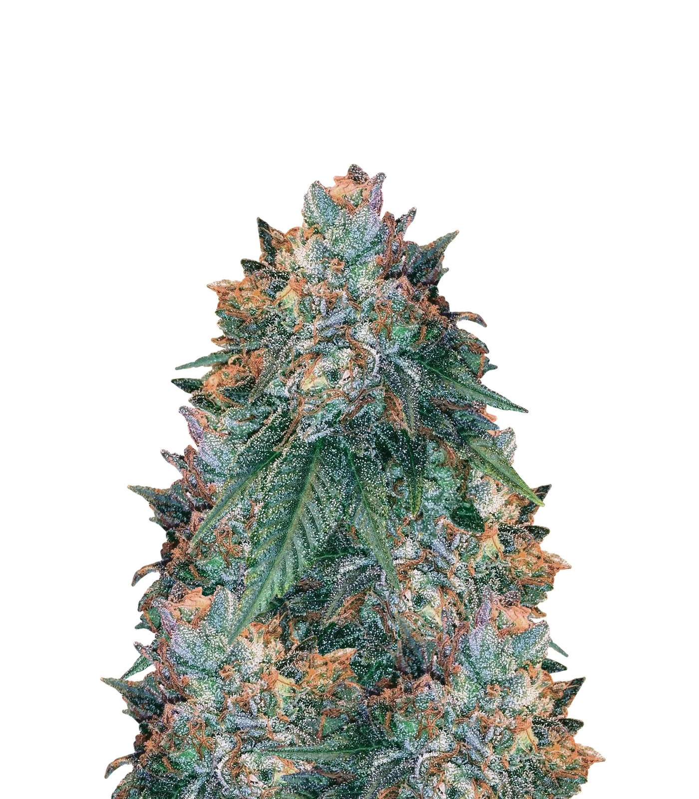 Blue Monkey