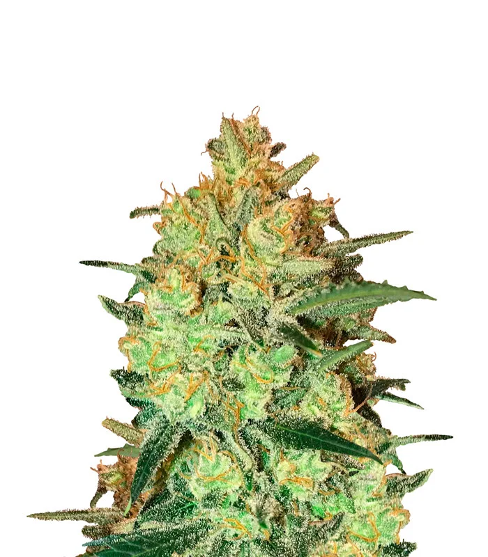 Alien Rock Candy
