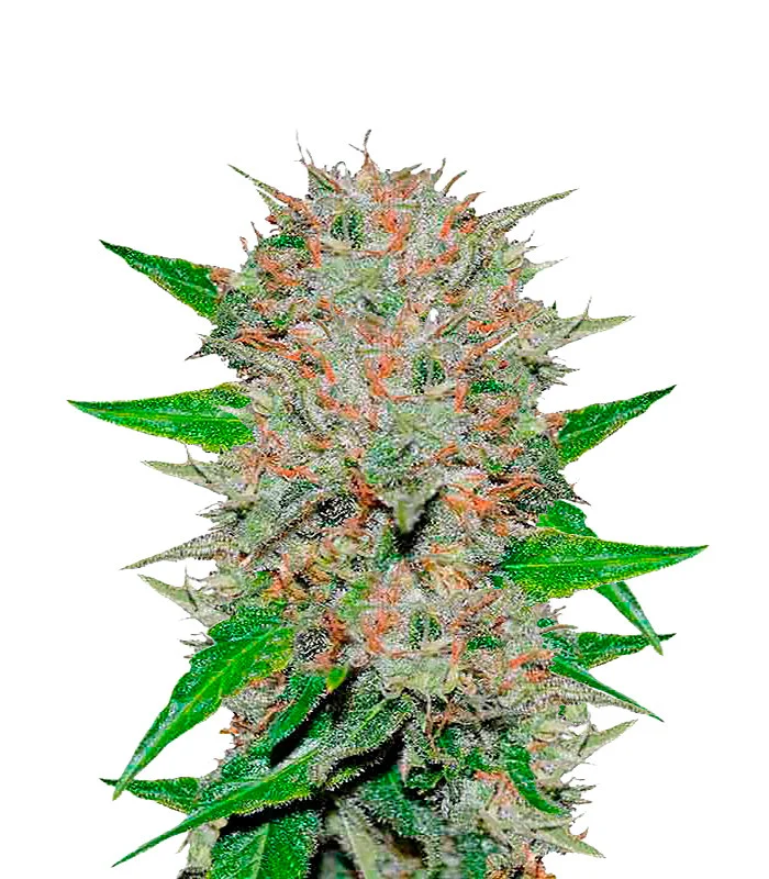 Diesel Regular