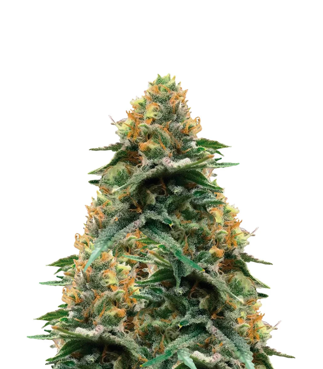 Larry OG
