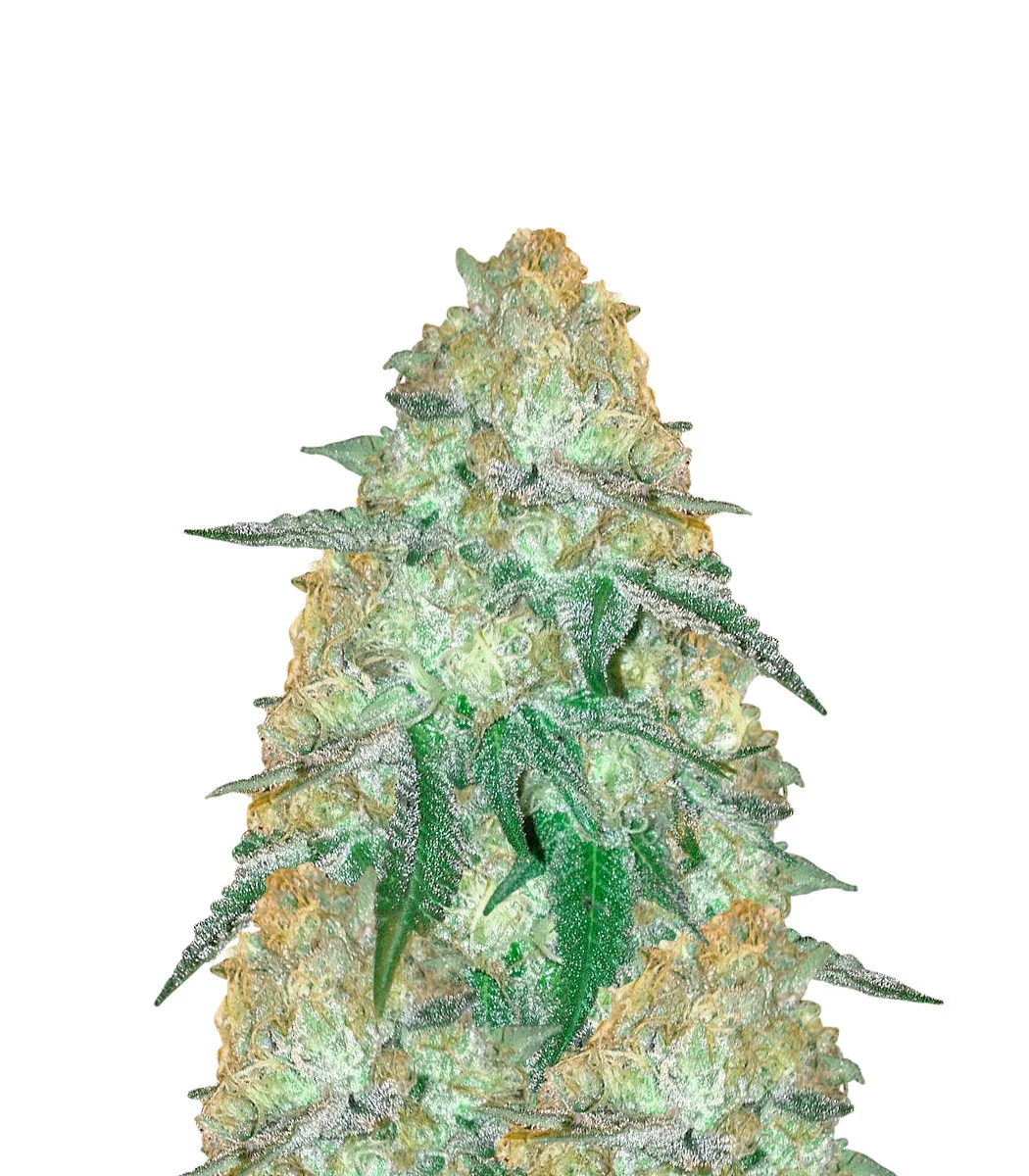 Cream Auto