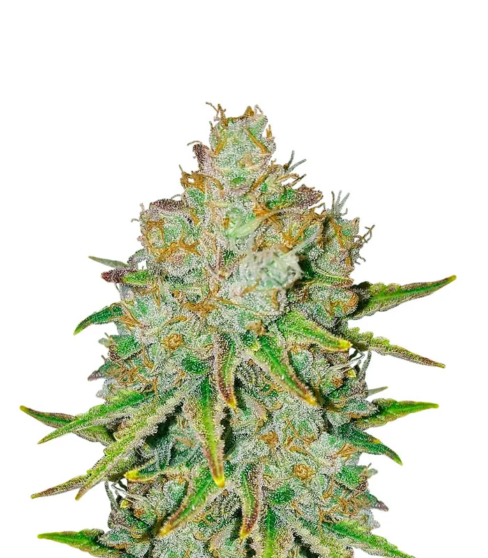 Black Widow Auto