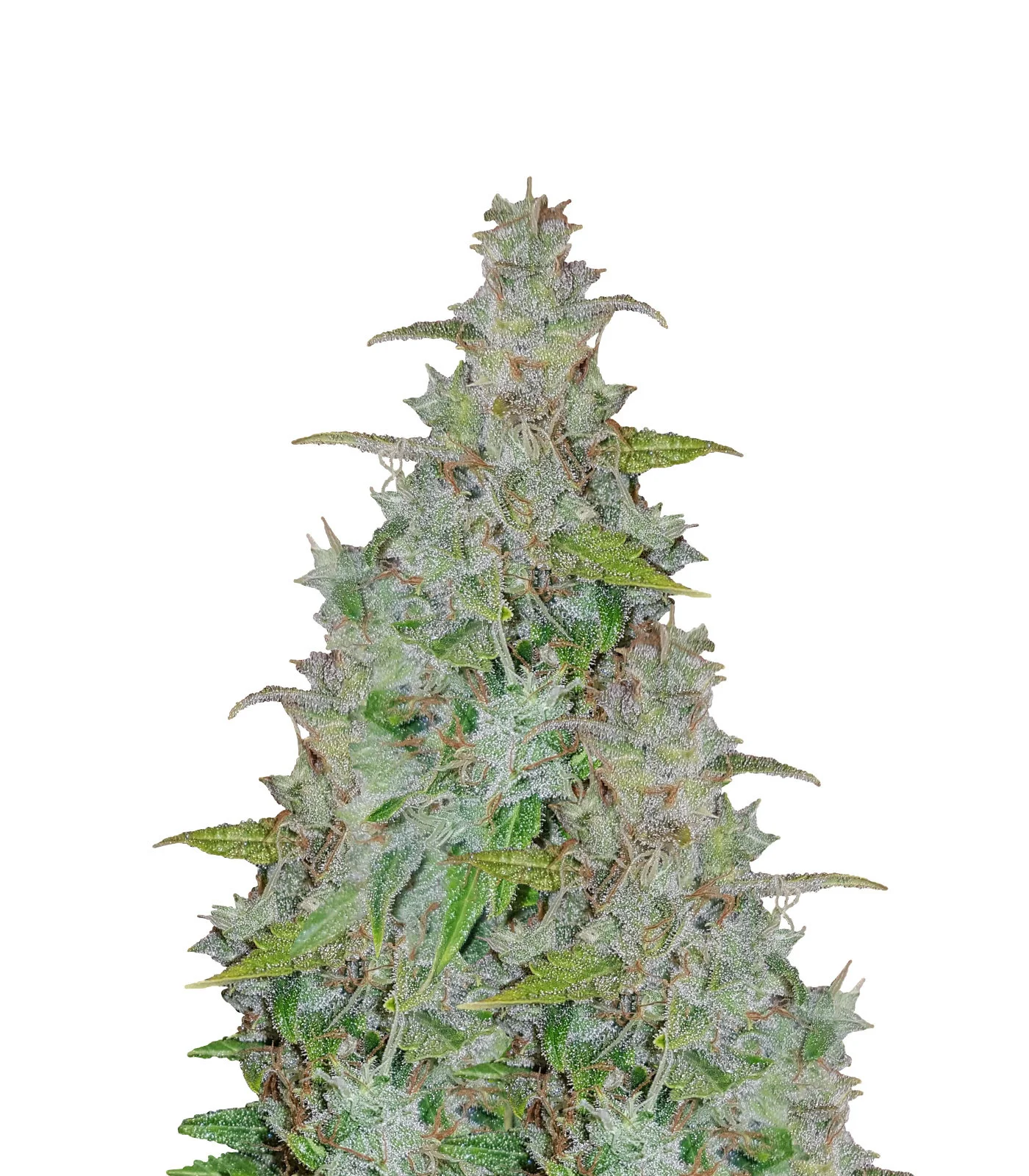 Maple Leaf