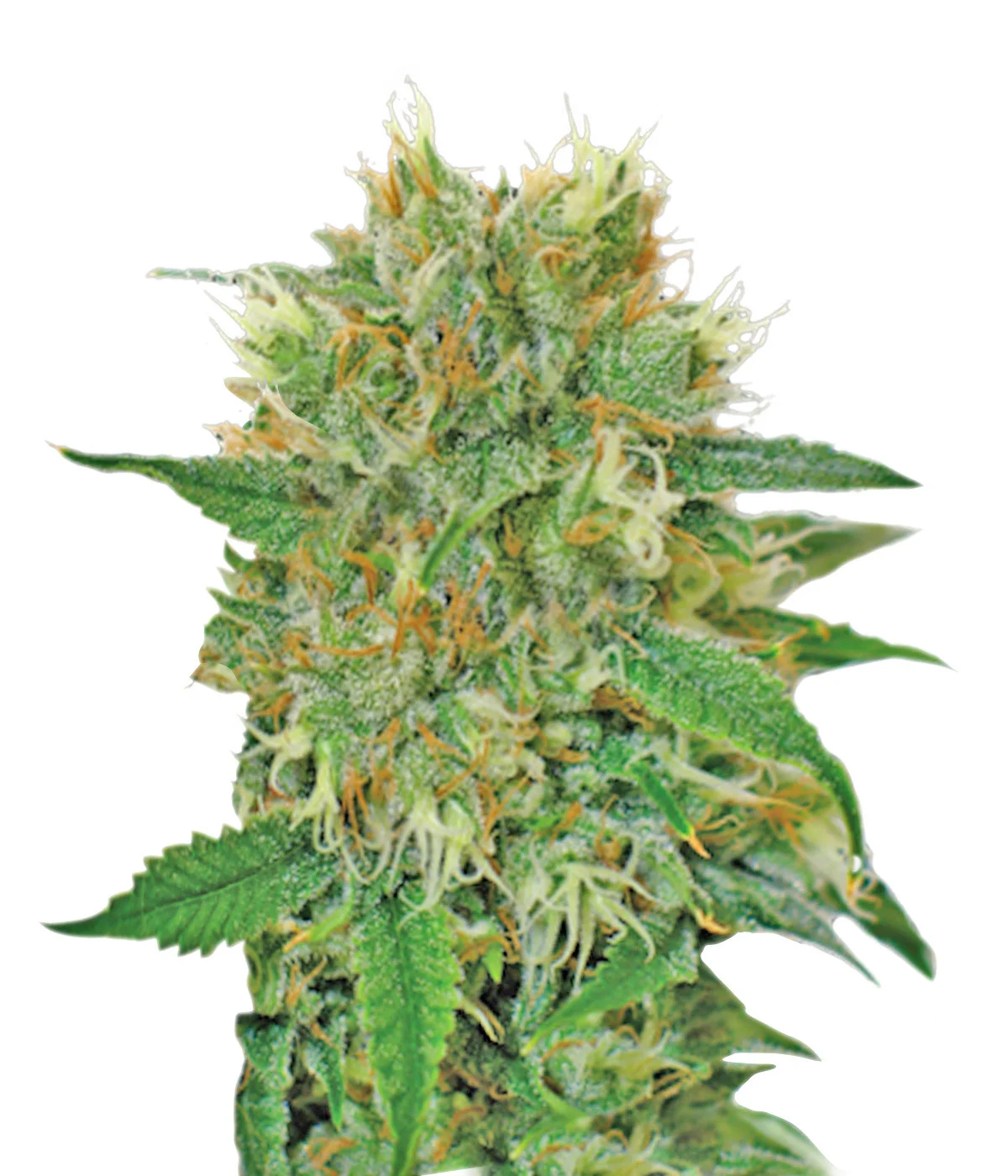 Banana Split