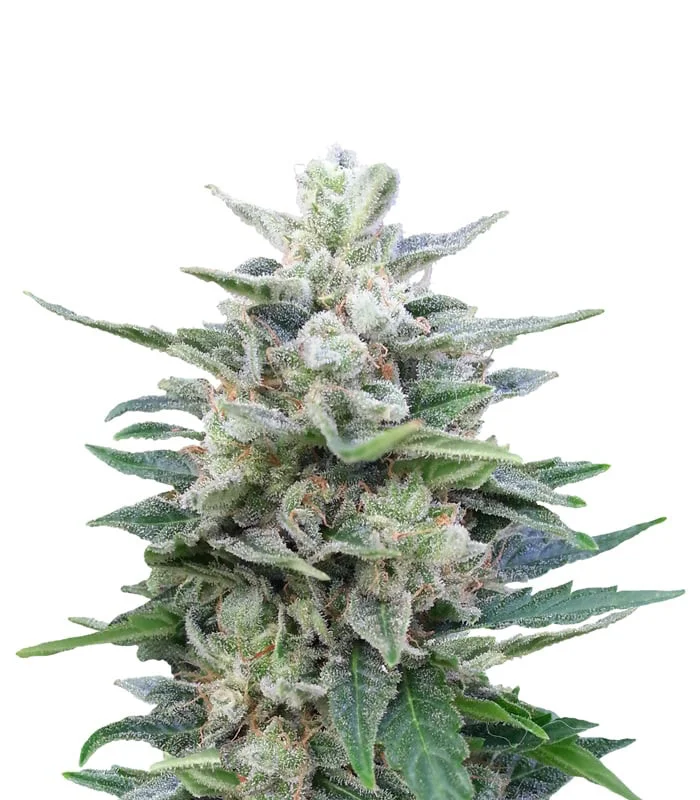 Moonshine Cookies
